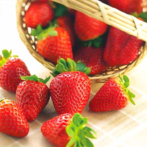 Jahoda Albion artikel fotografie 1 Jahoda Albion obrázek 1 artikel 5392