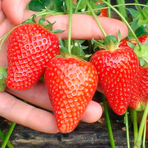 Jahoda Asia artikel fotografie 1 Jahoda Asia obrázek 1 artikel 5394