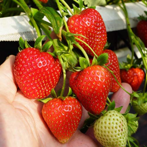 Jahoda Daroyal obrázek 1 artikel 5396