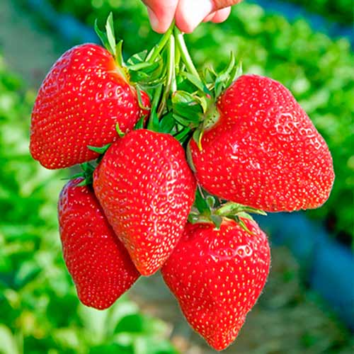 Jahoda Darselect artikel fotografie 1 Jahoda Darselect obrázek 1 artikel 5397