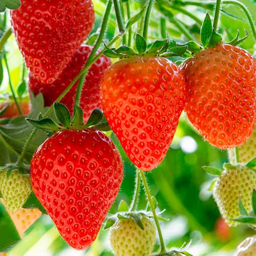 Jahoda Elegance artikel fotografie 1 Jahoda Elegance obrázek 1 artikel 5193