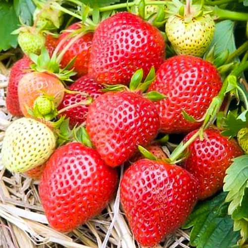 Jahoda Elianny obrázek 1 artikel 5398