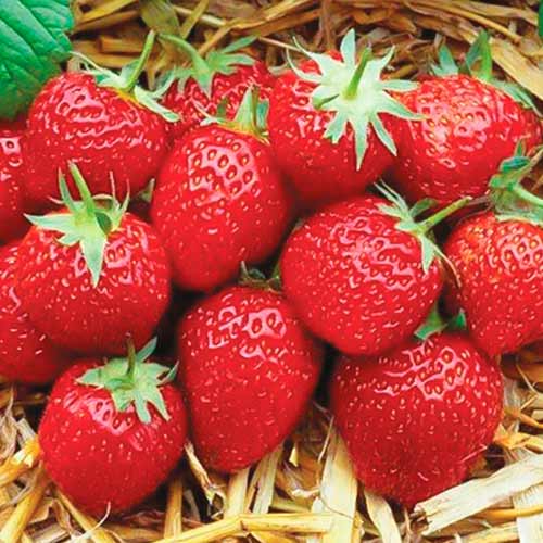 Jahoda Elsanta obrázek 1 artikel 5399