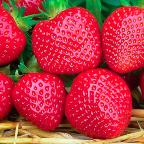 Jahoda Fenella obrázek 1 artikel 5194