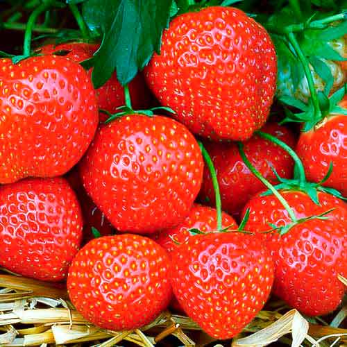 Jahoda Fernando obrázek 1 artikel 5195