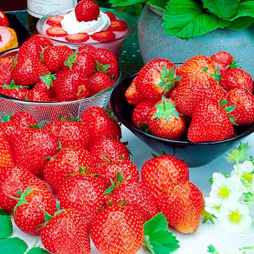 Jahoda Francesca obrázek 1 artikel 5196