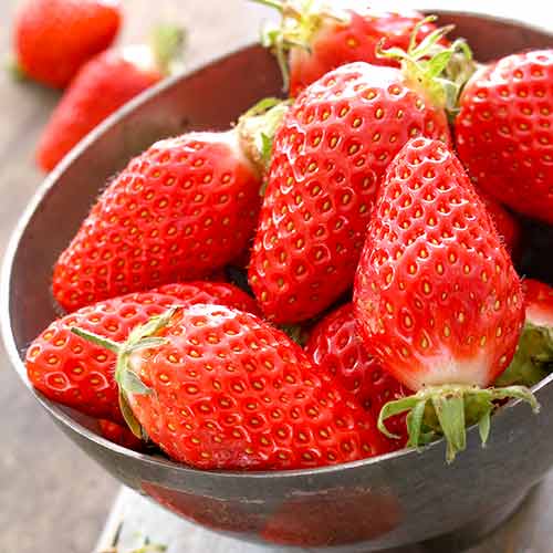 Jahoda Gariguette obrázek 1 artikel 5197