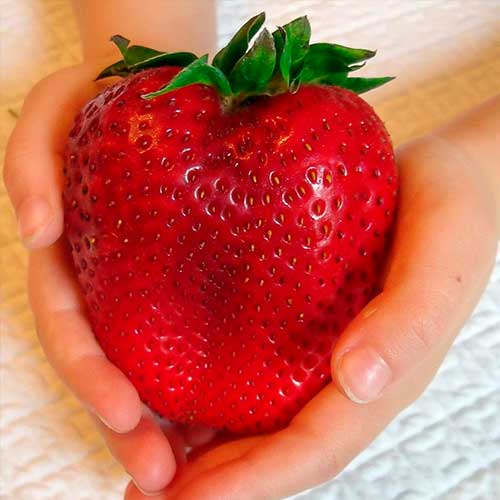 Jahoda Gigant obrázek 1 artikel 5401