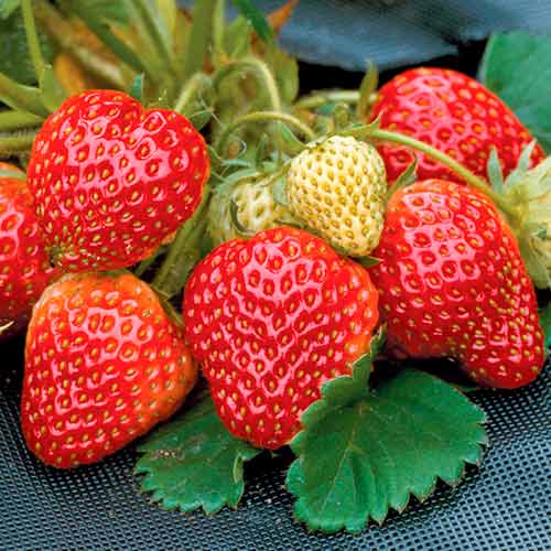 Jahoda Honeoye obrázek 1 artikel 5402