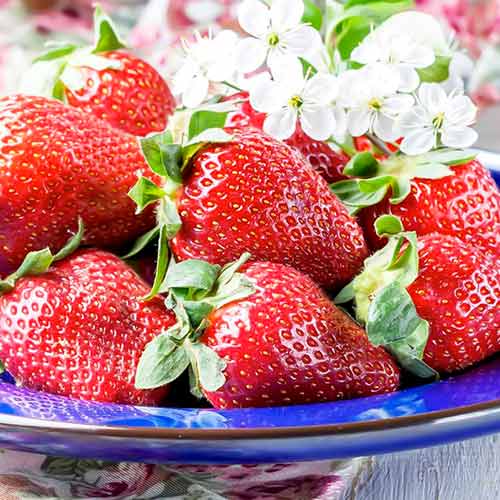 Jahoda Korona obrázek 1 artikel 15831