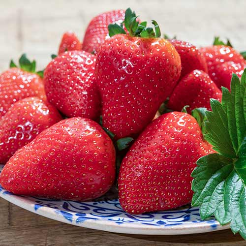 Jahoda Lambada obrázek 1 artikel 5405