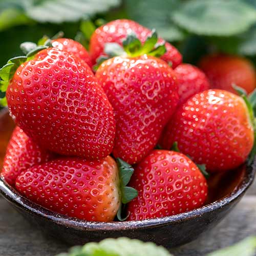 Jahoda Lauretta obrázek 1 artikel 5198