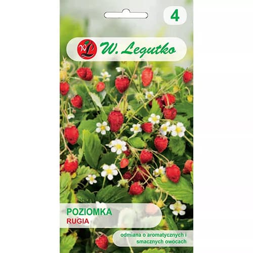 Jahoda lesní Rugia artikel fotografie 1 Jahoda lesní Rugia obrázek 1 artikel 69530