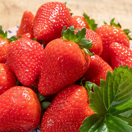 Jahoda Lola obrázek 1 artikel 5199