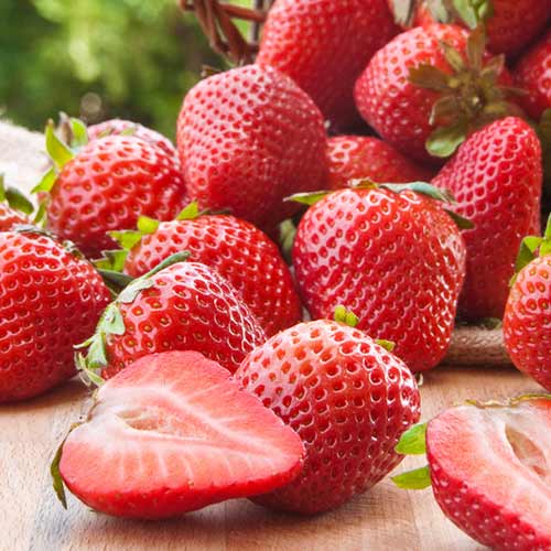 Jahoda Malling Centenary obrázek 1 artikel 1584_1