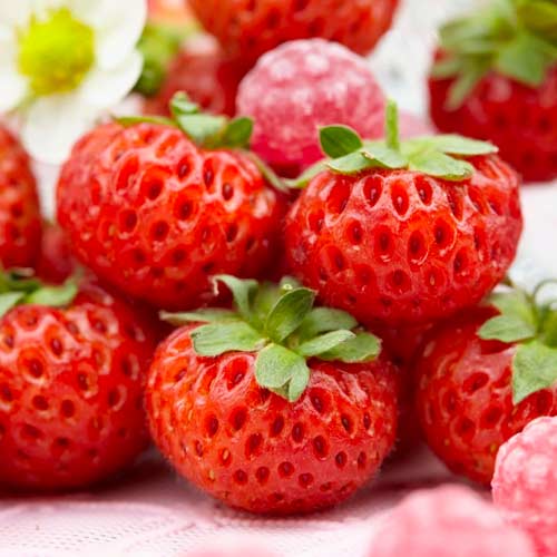 Jahoda Mieze Schindler obrázek 1 artikel 5406