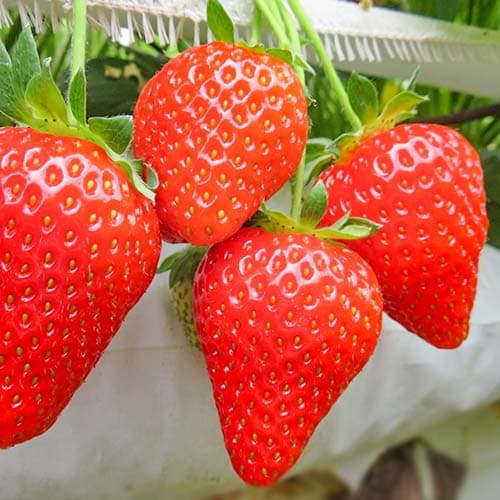 Jahoda Olimpia obrázek 1 artikel 9865