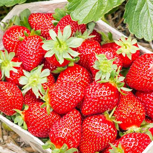 Jahoda Portola obrázek 1 artikel 5410