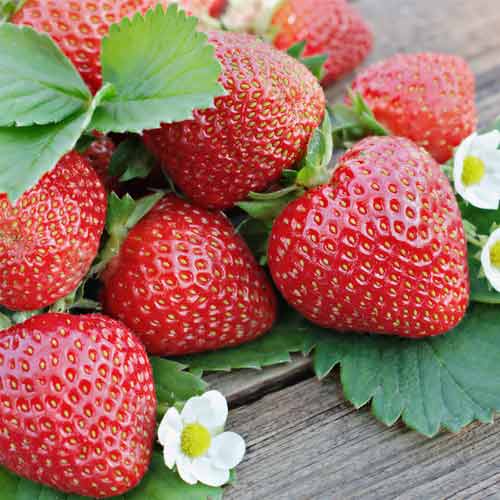 Jahoda Renaissance obrázek 1 artikel 5201