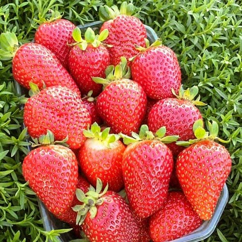 Jahoda Albion artikel fotografie 1 Jahoda Albion obrázek 1 artikel 9801