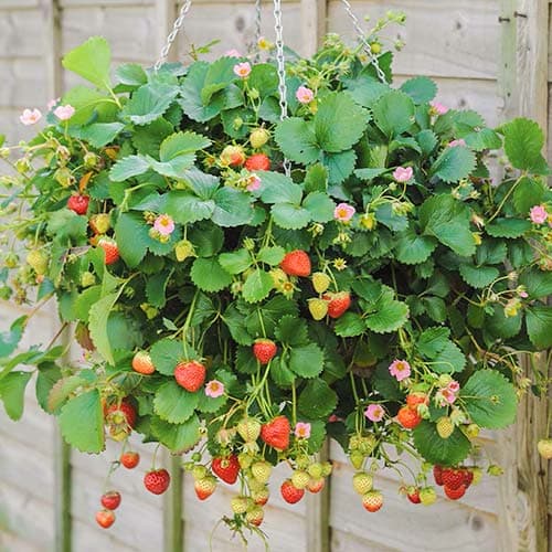 Jahoda Ampelnaya obrázek 1 artikel 9823