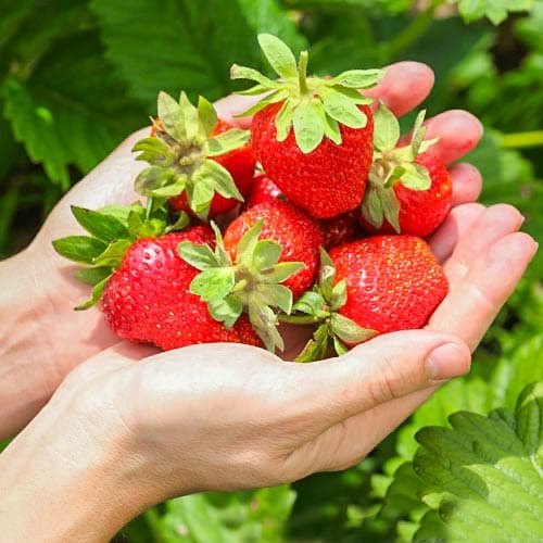 Jahoda Monterey artikel fotografie 1 Jahoda Monterey obrázek 1 artikel 9816