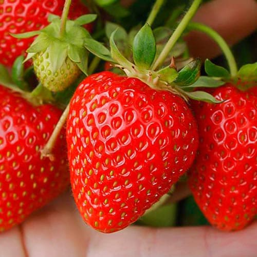 Jahoda Portola artikel fotografie 1 Jahoda Portola obrázek 1 artikel 9818