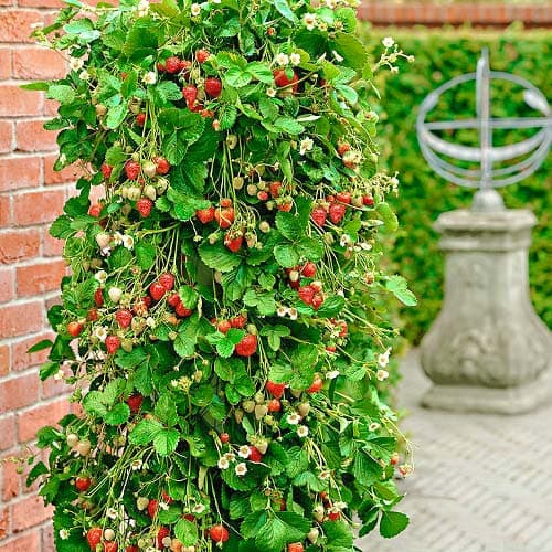 Jahoda renovační (velkoplodá) Popínavá artikel fotografie 1 Jahoda renovační (velkoplodá) Popínavá obrázek 1 artikel 9811