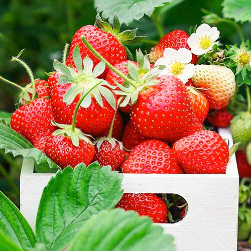 Jahoda Romina obrázek 1 artikel 1585_1