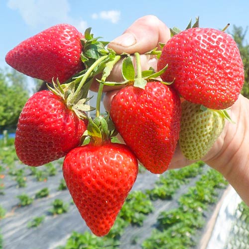 Jahoda San Andreas artikel fotografie 1 Jahoda San Andreas obrázek 1 artikel 5411