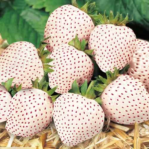 Jahoda Snow White obrázek 1 artikel 5203