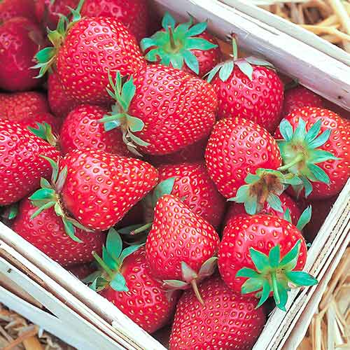 Jahoda Symphony obrázek 1 artikel 5204