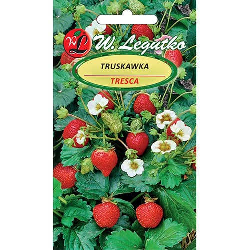 Jahoda Tresca artikel fotografie 1 Jahoda Tresca obrázek 1 artikel 86914