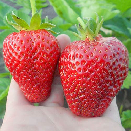 Jahoda Alba obrázek 1 artikel 9800