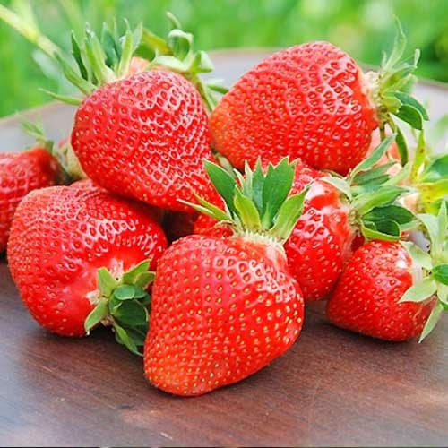 Jahoda Clery obrázek 1 artikel 9833