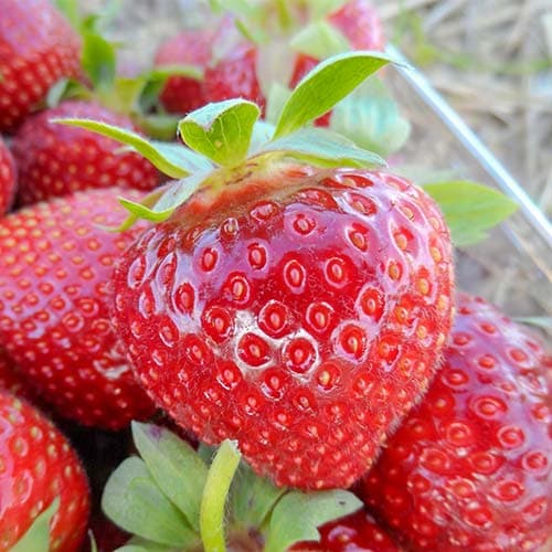 Jahoda Darselect obrázek 1 artikel 9853