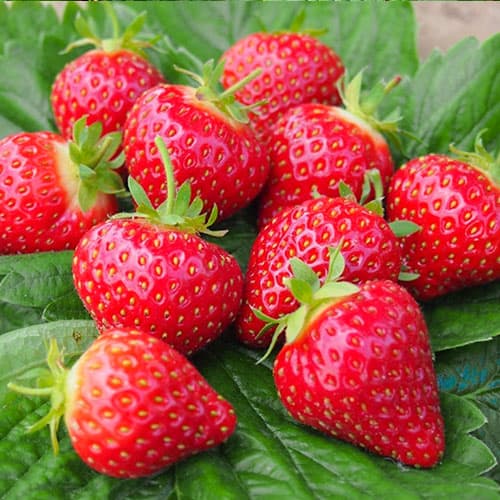 Jahoda Honeoye artikel fotografie 1 Jahoda Honeoye obrázek 1 artikel 9822