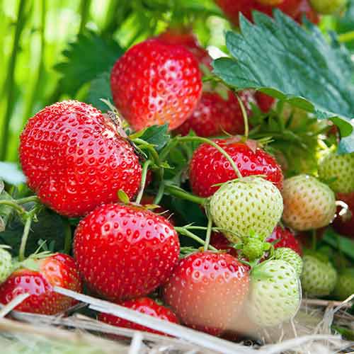 Jahoda Vima Tarda obrázek 1 artikel 5414