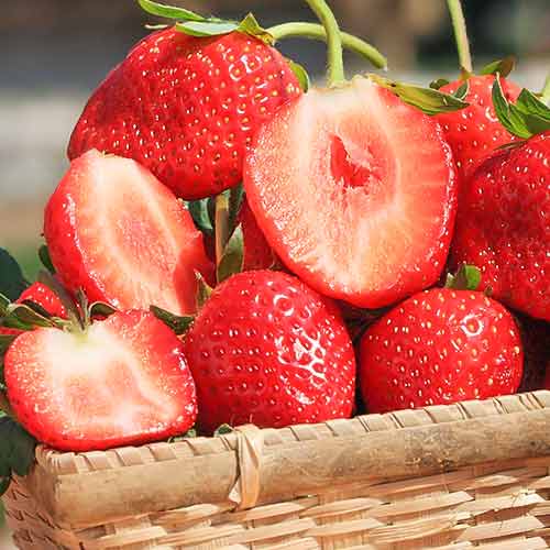 Jahoda Vima Zanta artikel fotografie 1 Jahoda Vima Zanta obrázek 1 artikel 5415