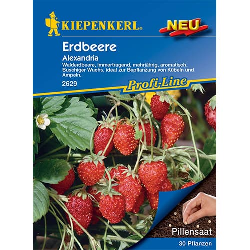 Jahodník Alexandria obrázek 1 artikel 50010