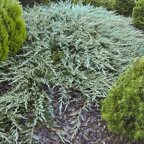 Jalovec Bar Harbor obrázek 1 artikel 4964