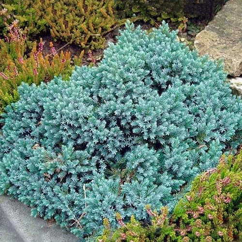 Jalovec Blue Star obrázek 1 artikel 4966