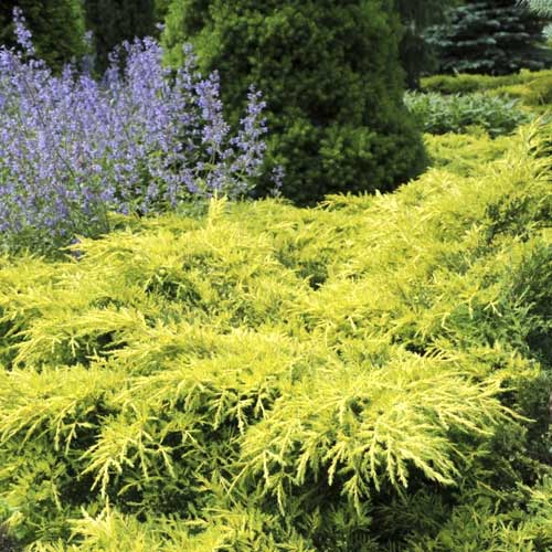 Jalovec Gold Star, C2 obrázek 1 artikel 7740