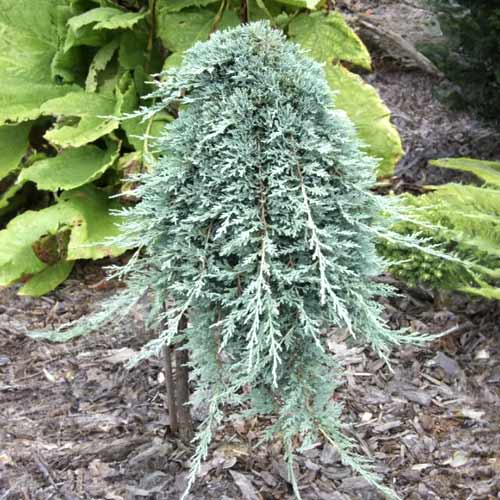 Jalovec Icee Blue ®, C5 obrázek 1 artikel 8247