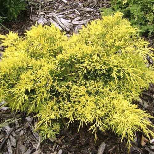 Jalovec King of Spring, С3 obrázek 1 artikel 7742