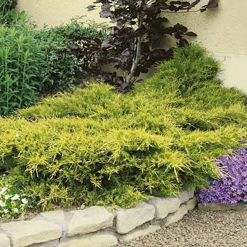 Jalovec Kuriwao Gold, С3 obrázek 1 artikel 7734