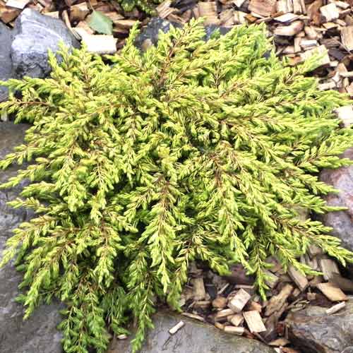 Jalovec obecný Goldschatz, С3 artikel fotografie 1 Jalovec obecný Goldschatz, С3 obrázek 1 artikel 7736