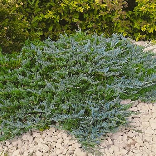 Jalovec Blue Chip, Р9 obrázek 1 artikel 9434