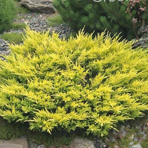 Jalovec Limeglow obrázek 1 artikel 9458