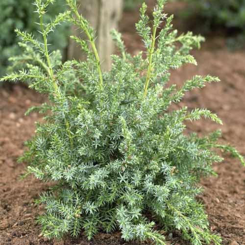 Jalovec šupinatý Blue Alps, C2 obrázek 1 artikel 7745